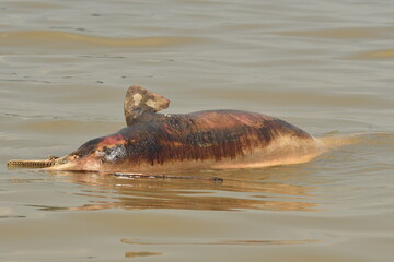Fototapeta premium dolphin killed by climate change
