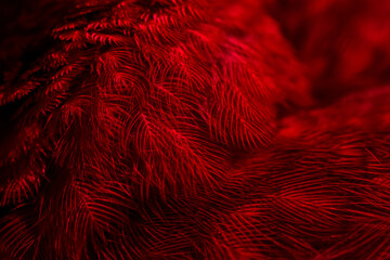 feather pigeon macro photo. texture or background