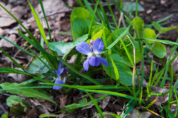 close-up: dark violet basal rosette sweet violet