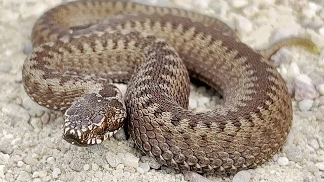 The viper snake (Vipera berus) is panting, frightened and preparing to attack