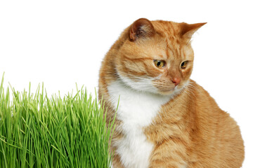 Cute ginger cat and potted green grass on white background