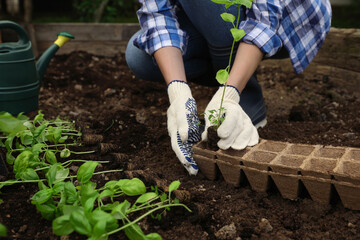 Fototapeta premium Woman transplanting seedling from container in soil outdoors, closeup