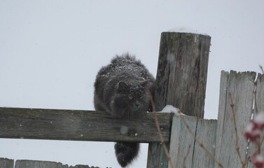 Tatarstan, Sviyazhsk village, gray cat on a wooden fence