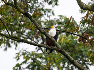 African Fish Eagle portrait on tree branch 