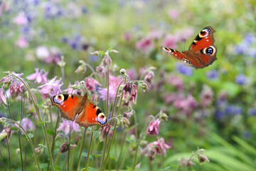 Fototapeta premium Schmetterling 1084