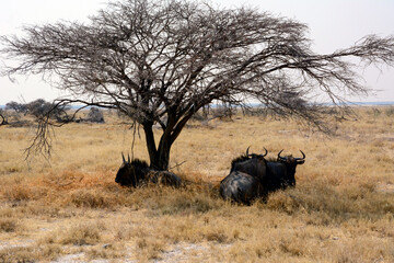 Several wildebeests lie in the shade under a dry tree against a blue sky in a national nature reserve