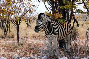 A zebra stands under a tree in a national nature reserve in a natural wild environment