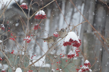 Tatarstan, Sviyazhsk village, sparrows on the red mountain ash, red berries in snow