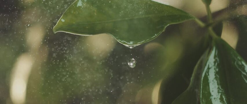 Slow-motion footage of water drops falling from a green leaf in rainy season. Close-up