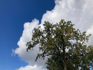 sky and clouds with tree