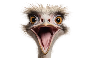 Foto op Canvas Ostrich Roaring in the Wild on a Clear Surface or PNG Transparent Background. © Usama