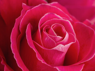 Flower bud of a beautiful bright rose of pink color selective focus macro shot