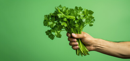hands holding a bunch of parsley  ,green background with copy space 