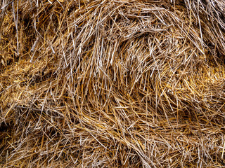 Collected straw in bales selective focus