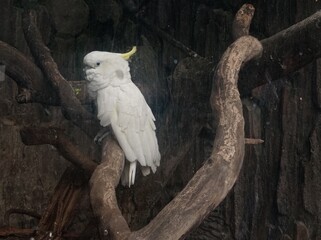 White parrot in the zoo
