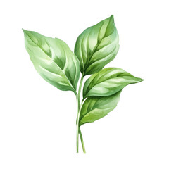Basil leaf watercolor isolated, generative ai