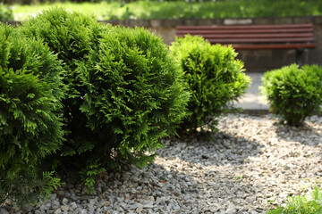 Beautiful thuja plants growing outdoors, space for text. Gardening and landscaping