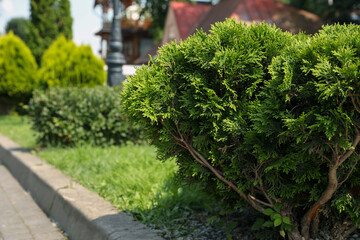 Beautiful thuja growing outdoors, space for text. Gardening and landscaping