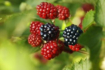 Unripe blackberries growing on bush outdoors, closeup