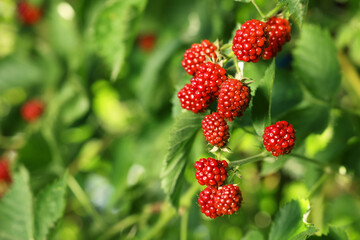 Unripe blackberries growing on bush outdoors, closeup