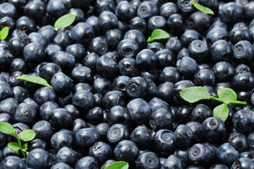 Many delicious ripe bilberries and green leaves as background, closeup
