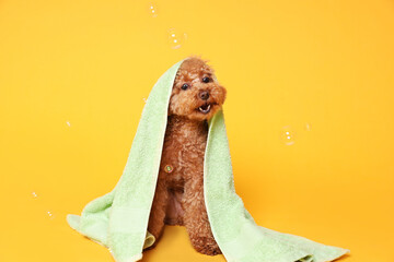 Cute Maltipoo dog wrapped in towel and soap bubbles on orange background