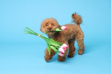 Cute Maltipoo dog holding bouquet of beautiful tulips on light blue background