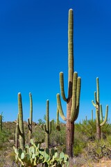 Majestic 4K View: Saguaro Cactus Mountain Landscape, Tucson, Arizona National Park