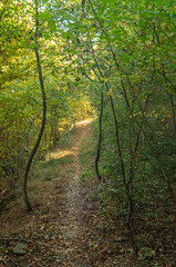 Il viale nel bosco in autunno - obrazy, fototapety, plakaty