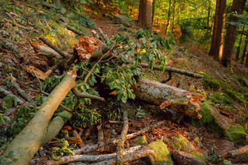 The dangerous of forest. 