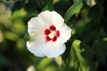Obraz premium Beautiful white hibiscus flower growing outdoors, closeup
