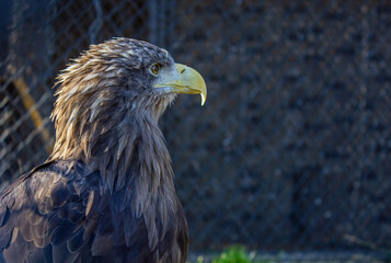 White-tailed Eagle (Haliaeetus albicilla) close-up portrait on dark background. Sea Eagle eye.