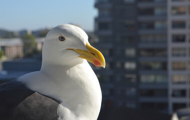 seagull in the city