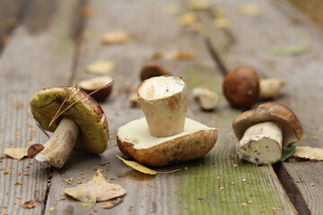 Natural edible mushrooms found in the birch forest.