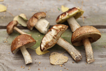 A bitten edible mushroom along with other forest mushrooms on the table.