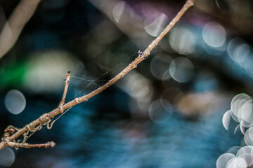 Close Up Spider Web and Twig