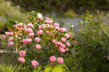 Details from a garden. Rose bush with an abundance of pink roses