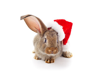 One rabbit in Christmas hat.