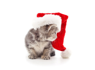 Obraz premium Cat in a christmas hat.