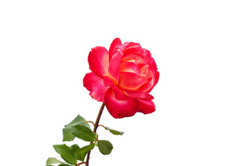 Beautiful pink roses.