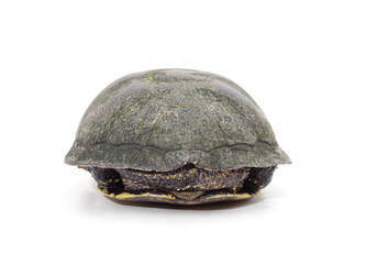 Obraz premium One beautiful turtle.