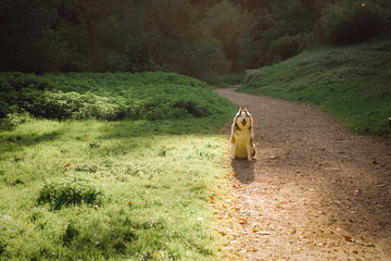 Dog Siberian Brawn  Husky poses and walking in the forest in a beautiful sunny day. 