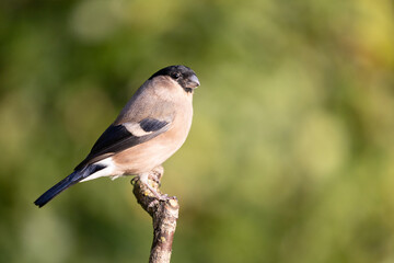 Adult female bullfinch (Pyrrhula pyrrhula) perched on a branch  with a natural, light green, dappled background - Yorkshire, UK in October