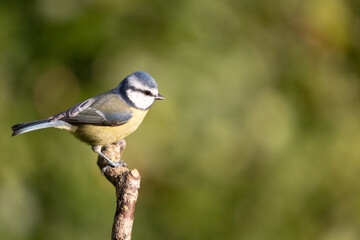 Blue Tit (Cyanistes caeruleus) perched on a branch  with a natural, light green, dappled background...