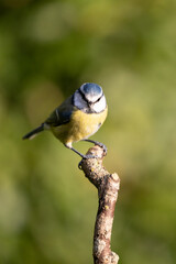 Blue Tit (Cyanistes caeruleus) perched on a branch  with a natural, light green, dappled background - Yorkshire, UK in Autumn