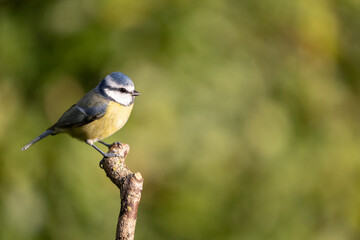 Blue Tit (Cyanistes caeruleus) perched on a branch in Autumn evening light - Yorkshire, UK in October