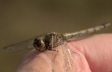 Common darter dragonfly resting on a hand 
