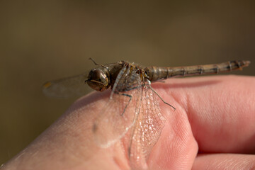 Common darter cleaning itself 