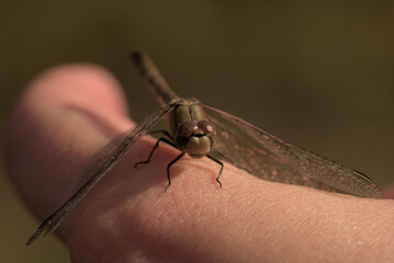 Common darter dragonfly resting on a hand 
