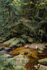 waterfall in the forest